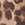 Show Signature Leopard Tan for Product