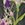Mixed Iris Spruce